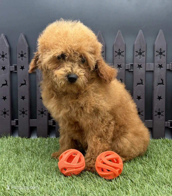 AKC Arie – Poodle - Toy  puppy for sale in New Paris, IN