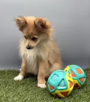 AKC Elsa, a female Pomeranian for sale in New Paris, IN – 4 of 5