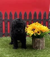 AKC Samantha, a female Poodle - Toy  for sale in New Paris, IN – 3 of 4