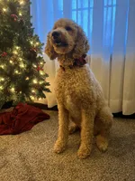 Indy, a female Goldendoodle for sale in New Paris, IN – 2 of 2