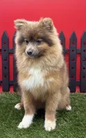 AKC River, a male Pomeranian for sale in New Paris, IN – 3 of 10