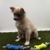 AKC River, a male Pomeranian for sale in New Paris, IN – Photo 1 of 5