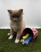 AKC River, a male Pomeranian for sale in New Paris, IN – Photo 3 of 6
