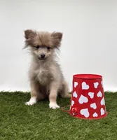 Rhett, a male Pomeranian for sale in New Paris, IN – Photo 2 of 2