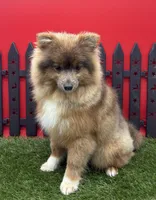 AKC River, a male Pomeranian for sale in New Paris, IN – 4 of 10