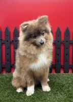 AKC River, a male Pomeranian for sale in New Paris, IN – 2 of 10