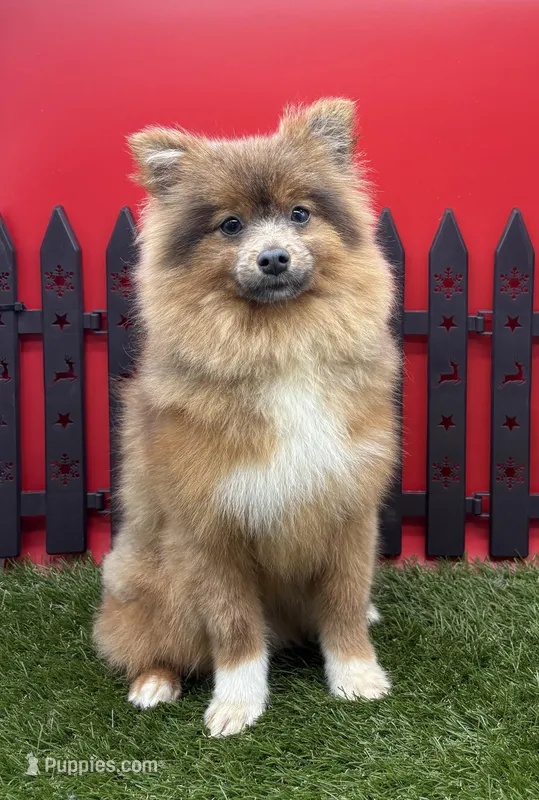 AKC River – Pomeranian puppy for sale in New Paris, IN
