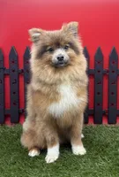 AKC River, a male Pomeranian for sale in New Paris, IN – 1 of 10