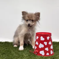 AKC River, a male Pomeranian for sale in New Paris, IN – Photo 4 of 5