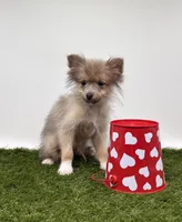 Rhett, a male Pomeranian for sale in New Paris, IN – Photo 1 of 2