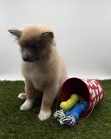 AKC River, a male Pomeranian for sale in New Paris, IN – Photo 2 of 6