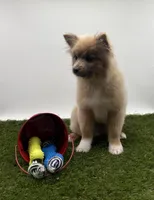 AKC River, a male Pomeranian for sale in New Paris, IN – Photo 1 of 6