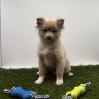AKC River, a male Pomeranian for sale in New Paris, IN – Photo 2 of 5