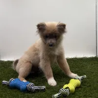 AKC River, a male Pomeranian for sale in New Paris, IN – Photo 3 of 5