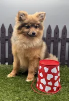 AKC Remy, a female Pomeranian for sale in New Paris, IN – Photo 3 of 4