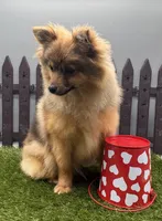 AKC Remy, a female Pomeranian for sale in New Paris, IN – Photo 1 of 4