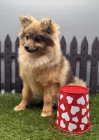 AKC Remy, a female Pomeranian for sale in New Paris, IN – Photo 4 of 4
