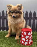 AKC Remy, a female Pomeranian for sale in New Paris, IN – Photo 2 of 4