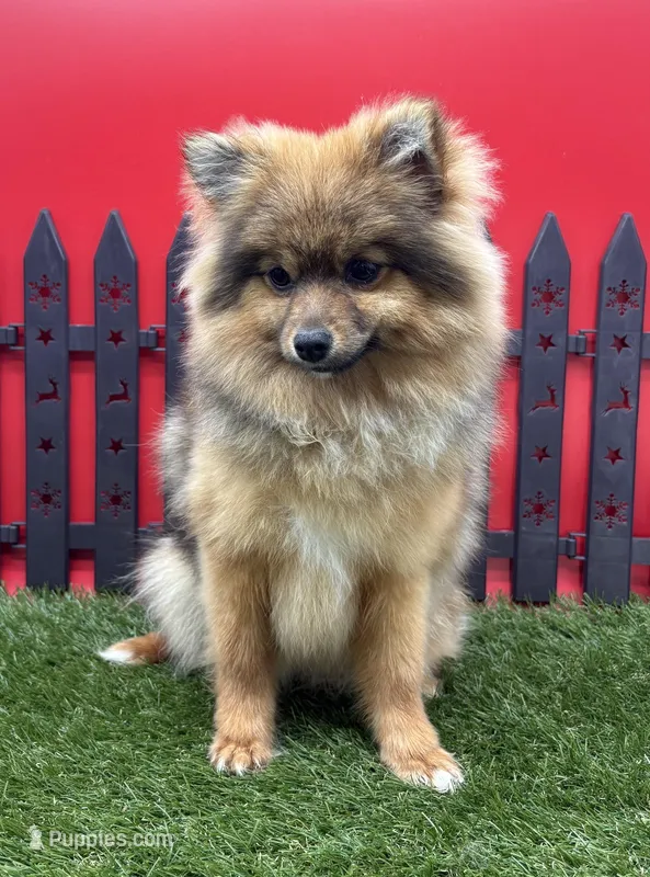 AKC Rosie – Pomeranian puppy for sale in New Paris, IN