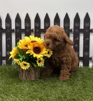 AKC Arie, a female Poodle - Toy  for sale in New Paris, IN – 2 of 3