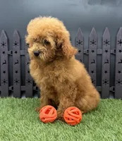 AKC Arie, a female Poodle - Toy  for sale in New Paris, IN – 5 of 7