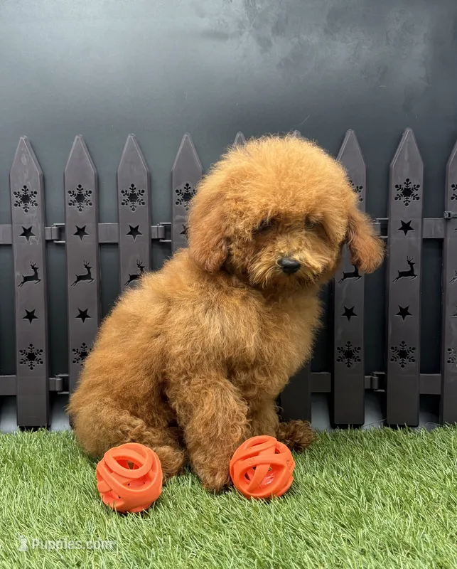 AKC Candy – Poodle - Toy  puppy for sale in New Paris, IN