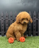 AKC Candy, a female Poodle - Toy  for sale in New Paris, IN – 1 of 7