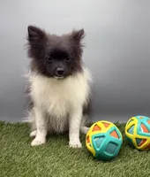 AKC Jet, a male Pomeranian for sale in New Paris, IN – 5 of 5