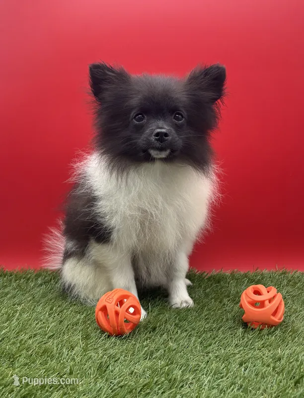 AKC Jet – Pomeranian puppy for sale in New Paris, IN