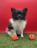 AKC Jet, a male Pomeranian for sale in New Paris, IN – 1 of 5