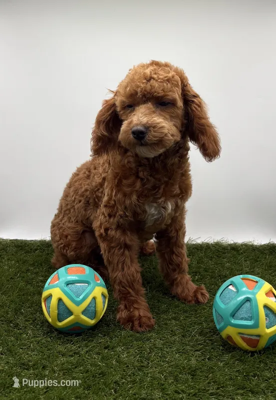 AKC Mavy – Poodle - Toy  puppy for sale in New Paris, IN