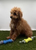 AKC Mavy, a male Poodle - Toy  for sale in New Paris, IN – Photo 2 of 5