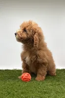 processed/b7458734-bd3f-40e8-9b34-33b988bc47b3/listing/64e5314f-47df-4b6a-b4f9-42e18c708fca/ed12720b-abe7-4cf0-b761-a48ab9bbea5b