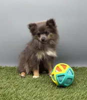 AKC Miley, a female Pomeranian for sale in New Paris, IN – 2 of 7