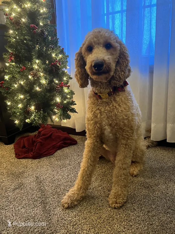 Indy – Goldendoodle puppy for sale in New Paris, IN