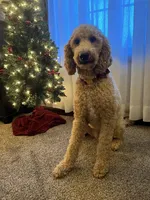 Indy, a female Goldendoodle for sale in New Paris, IN – 1 of 2