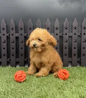 AKC Reba, a female Poodle - Toy  for sale in New Paris, IN – 5 of 6