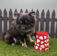 AKC Rylee, a female Pomeranian for sale in New Paris, IN – Photo 3 of 3