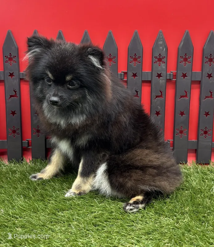 AKC Rylee – Pomeranian puppy for sale in New Paris, IN