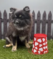 AKC Rylee, a female Pomeranian for sale in New Paris, IN – Photo 2 of 3