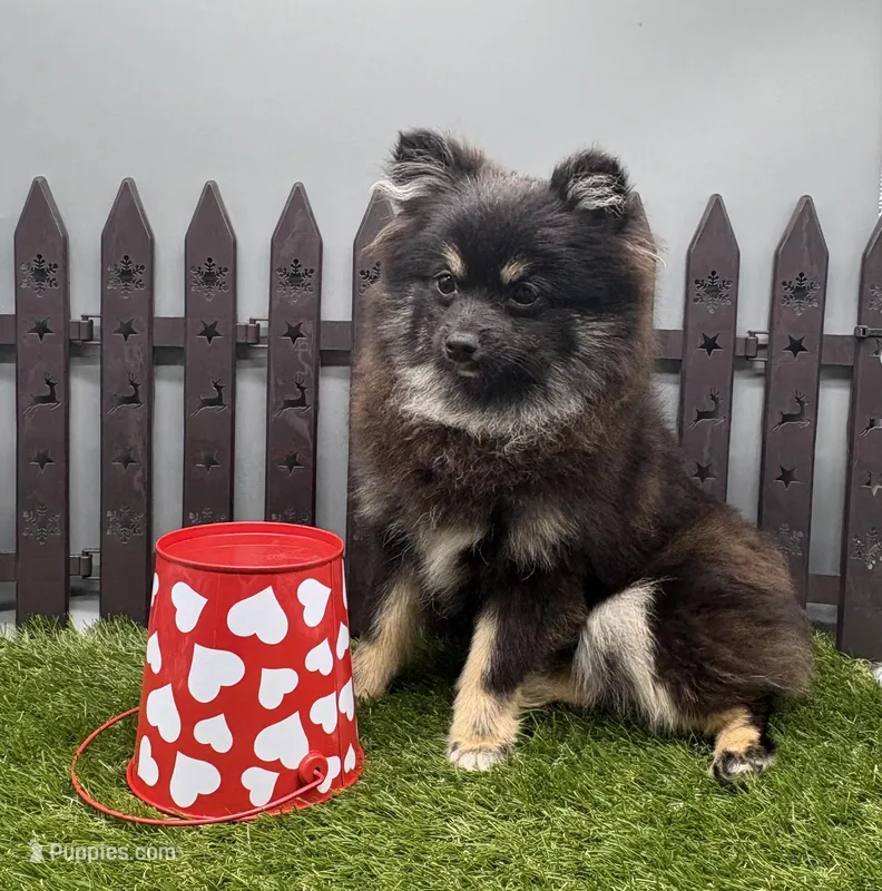 AKC Rylee – Pomeranian puppy for sale in New Paris, IN