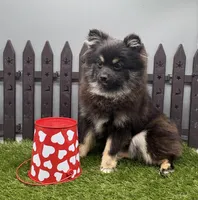 AKC Rylee, a female Pomeranian for sale in New Paris, IN – Photo 1 of 3