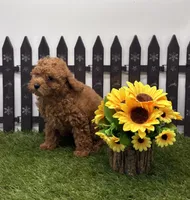 AKC Arie, a female Poodle - Toy  for sale in New Paris, IN – 3 of 3