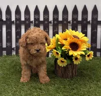 AKC Reba, a female Poodle - Toy  for sale in New Paris, IN – 3 of 3