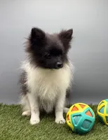 AKC Jet, a male Pomeranian for sale in New Paris, IN – 2 of 5