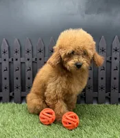 AKC Arie, a female Poodle - Toy  for sale in New Paris, IN – 2 of 7