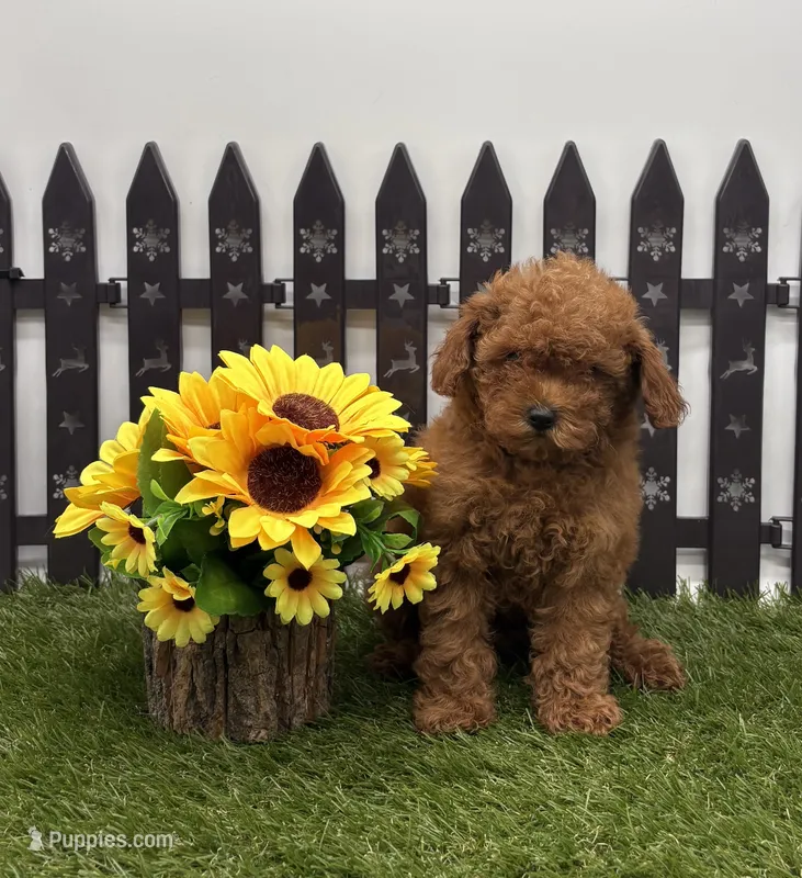 AKC Candy – Poodle - Toy  puppy for sale in New Paris, IN
