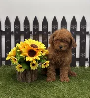 AKC Candy, a female Poodle - Toy  for sale in New Paris, IN – 1 of 4