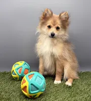 AKC Elsa, a female Pomeranian for sale in New Paris, IN – 3 of 5