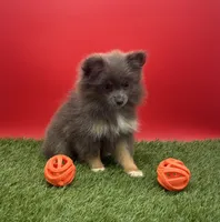 AKC Miley, a female Pomeranian for sale in New Paris, IN – 5 of 7